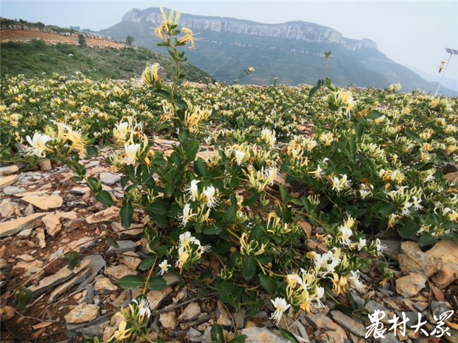 “愚公”造田！錨定綠色可持續發展，九間棚四年間在禿嶺薄地整出千畝高質量梯田